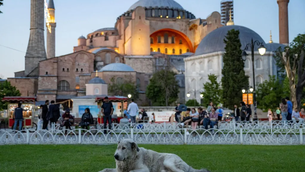 Perros callejeros en Turquía serían sacrificados. Panorama Colombia