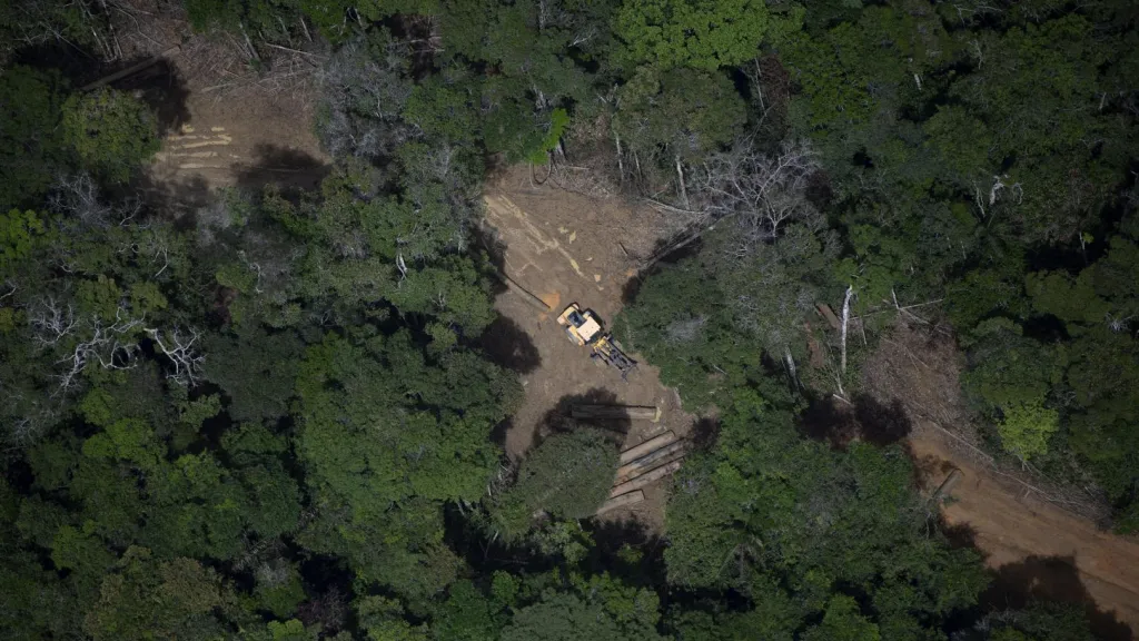 Árboles en peligro de extinción
