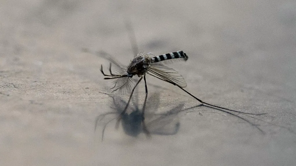 Ecuador exigirá vacuna contra fiebre amarilla a colombianos