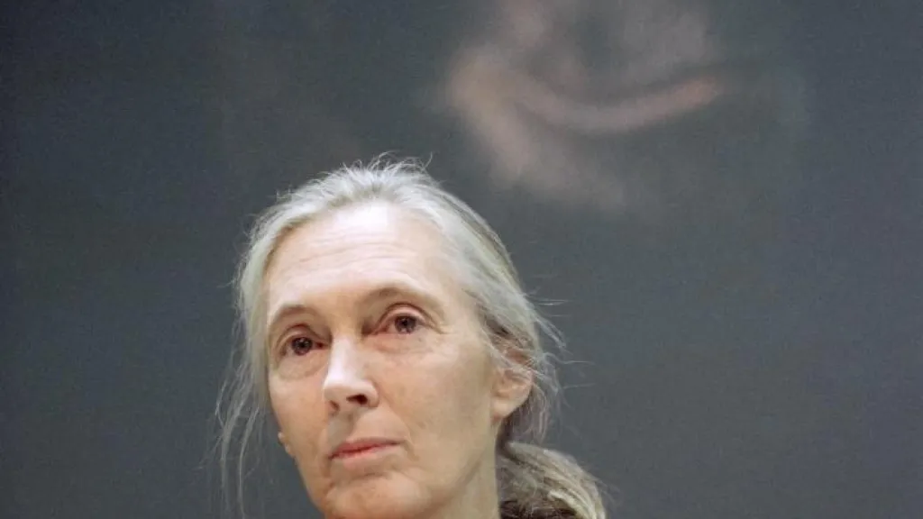 Muere Jane Goodall, pionera en el estudio de los chimpancés