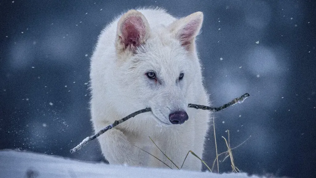 Reviven lobos blancos gigantes: avance científico