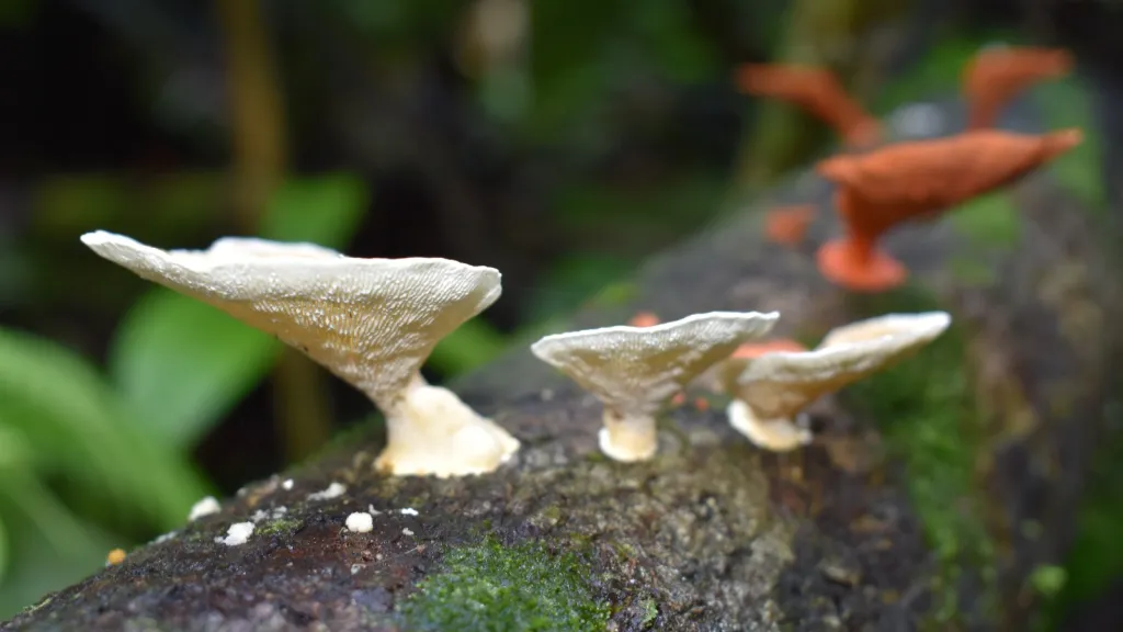 Gastronomía de Caquetá: hongos amazónicos