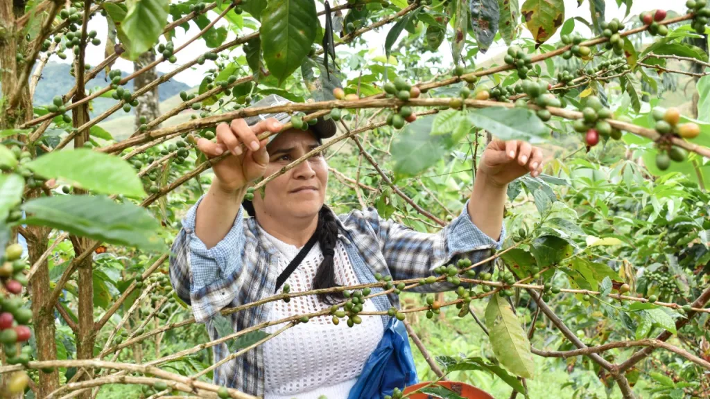 Café en Caquetá: sabor y aroma con sello de mujer