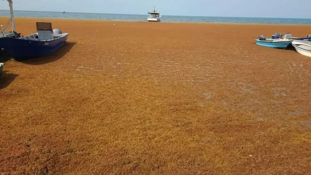 Sargazos en playas de san Andrés: qué son, por qué se deben evitar y recomendaciones