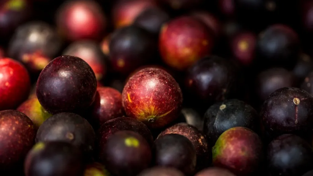 Camu camu en Colombia | Frutas amazónicas