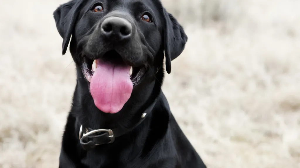 ¿Cómo calmar la ansiedad de un perro por pólvora?