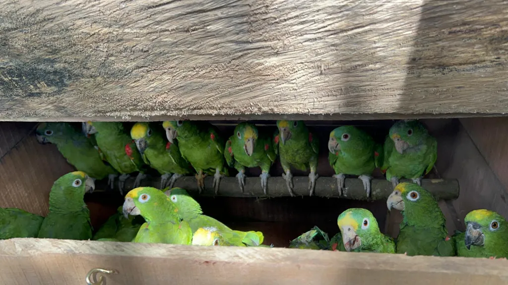 Animales rescatados