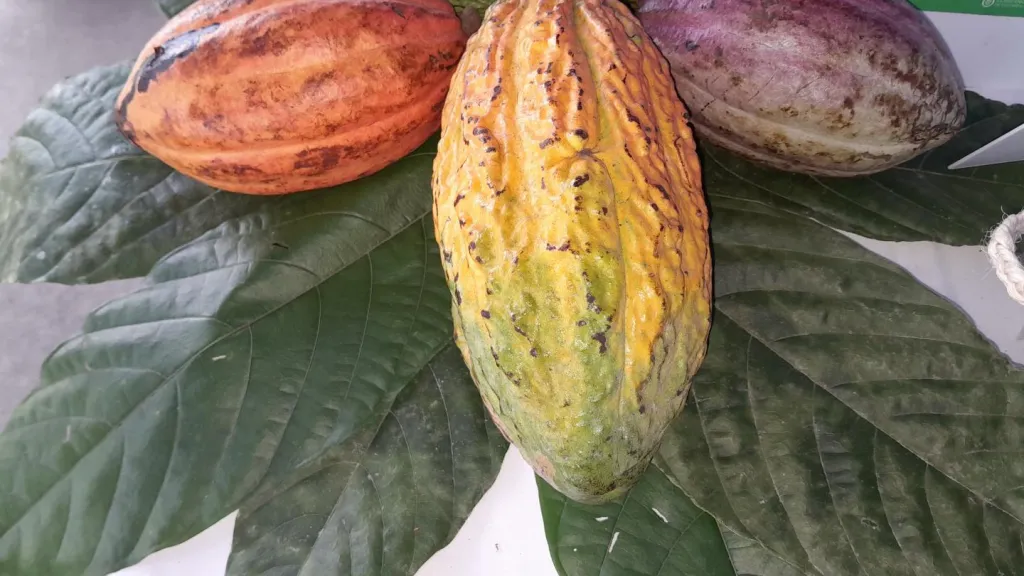 Festival del Chocolate de Tumaco: sexta edición para resaltar la cacaocultura