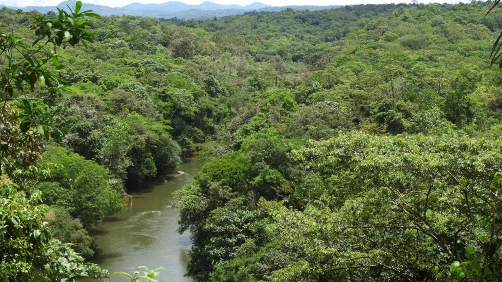 Medidas para prevenir incendios forestales en Chocó