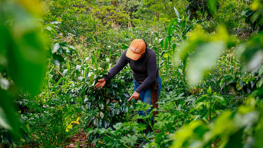 Tecam: qué son y aporte para los campesinos