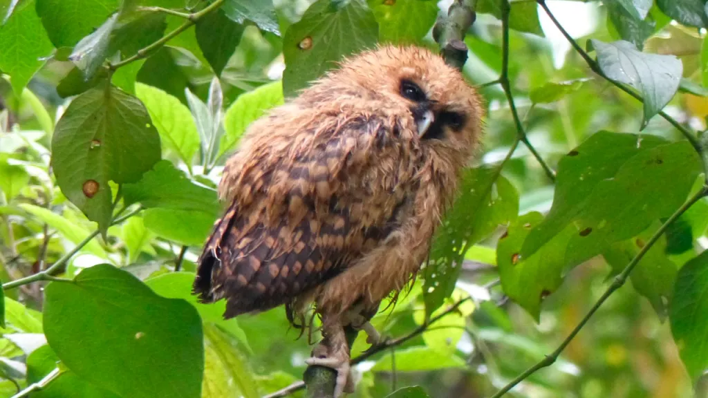 Primer Festival de Aves de la Quinta en Bogotá 19 y 20 octubre en Bogotá
