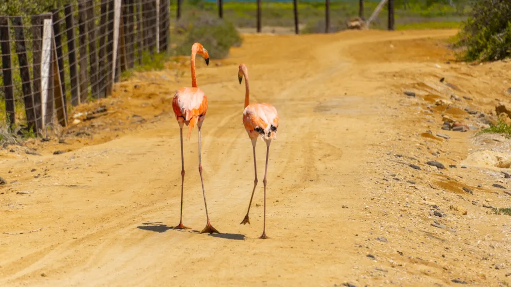 Flamencos 