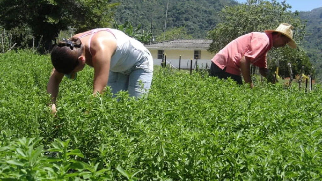 Alemania y Colombia firmaron un acuerdo para mejorar el sector agrícola del país