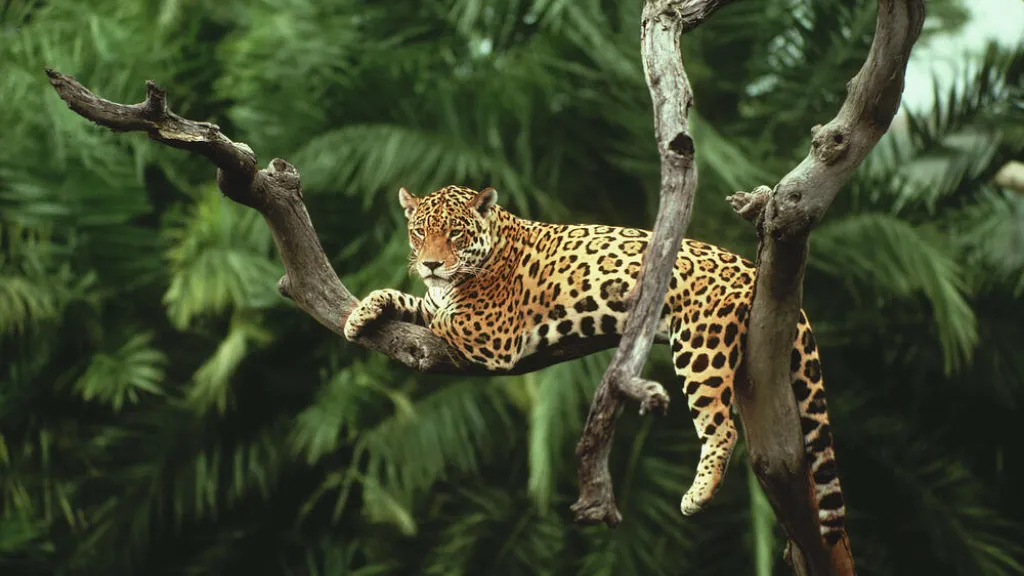 Mitú establece plan para mitigar conflicto entre jaguares y comunidades amazónicas
