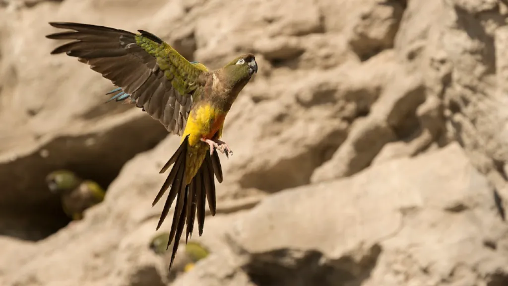 Argentina: loros invaden un pueblo y los vecinos piden soluciones