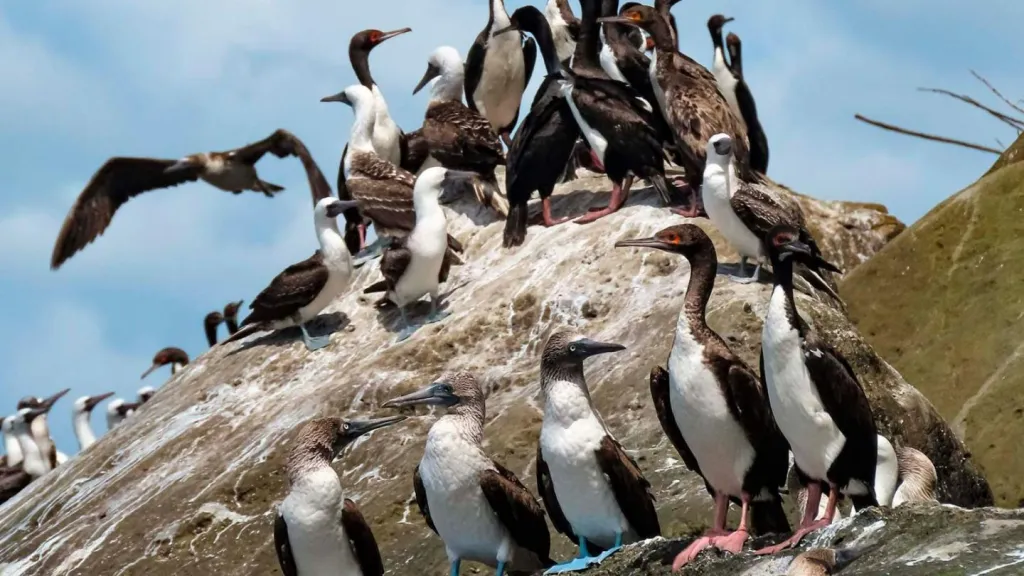 Conservación de aves marinas en el Pacífico: Fundación Guandal Tumaco
