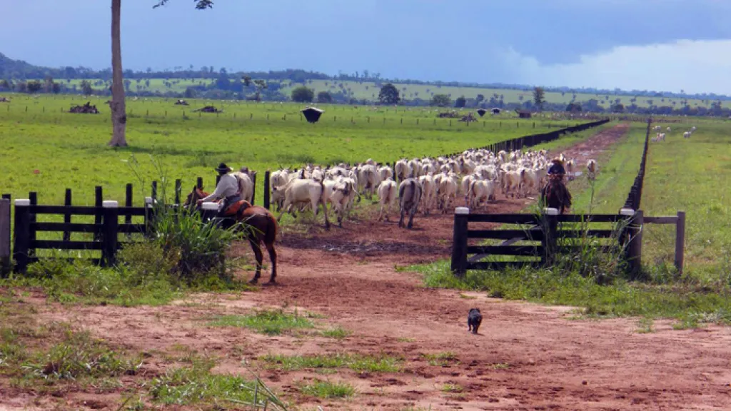 Respira Amazonía RTVC | Alternativas a la ganadería extensiva en Guaviare