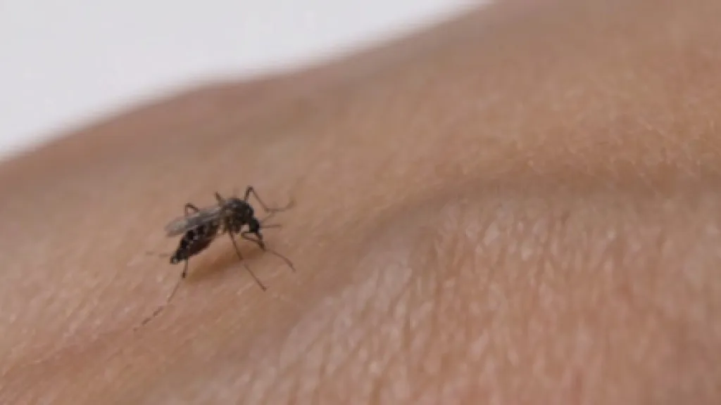 Alerta en Casanare por aumento de dengue cerca de 300 casos en inicio de temporada de lluvias