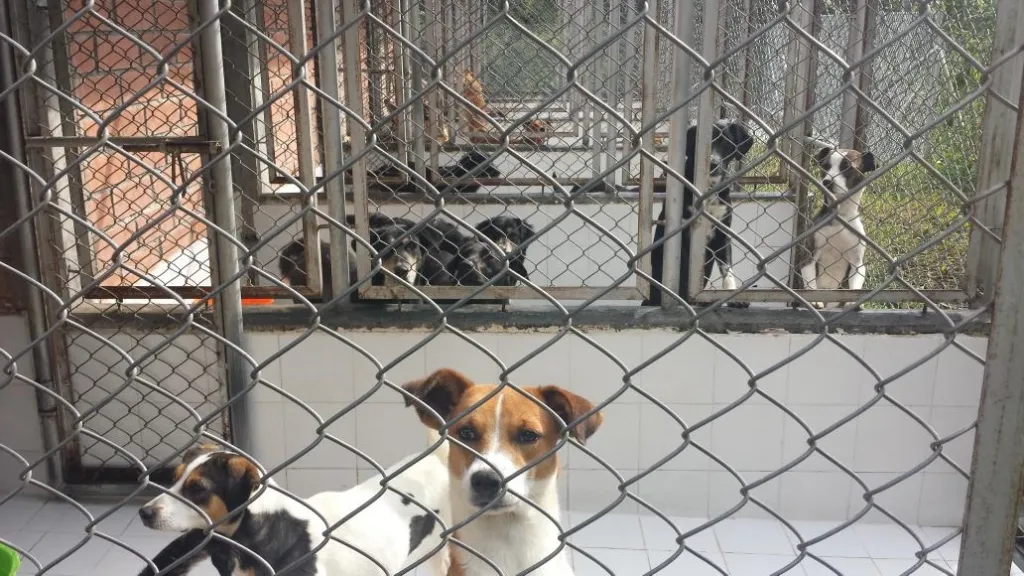 Animales abandonados en Manizales: alertan por incremento de casos