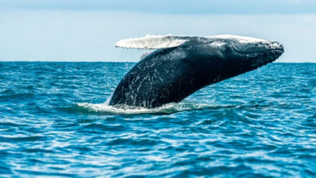 Conoce por qué las ballenas jorobadas migran al Pacífico colombiano, cuándo llegan y dónde se pueden avistar durante su temporada.