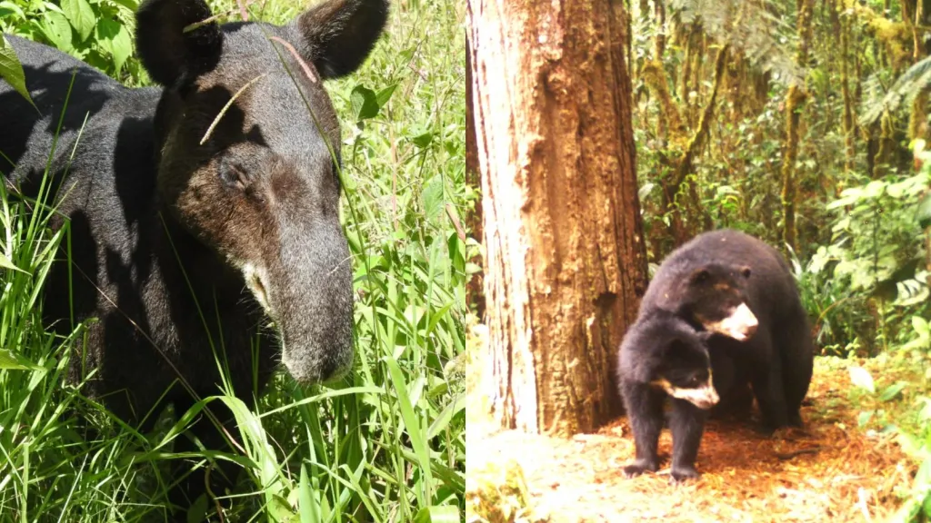 Oso andino y danta de montaña: especies de protección en el Huila