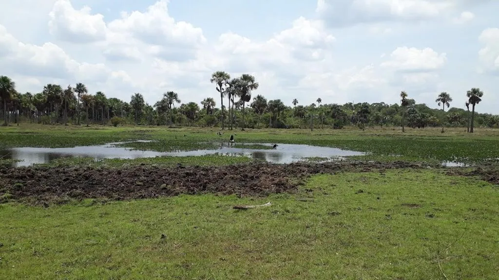 Distrito Cinaruco, la primera área protegida continental en Colombia