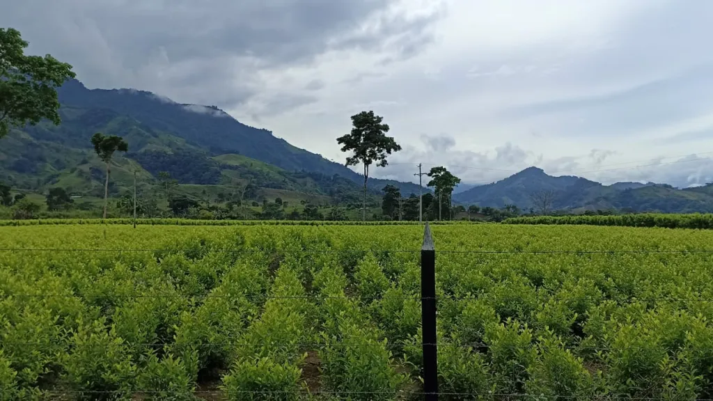 Niños del Catatumbo estarían siendo ofrecidos para trabajar en cultivos de coca