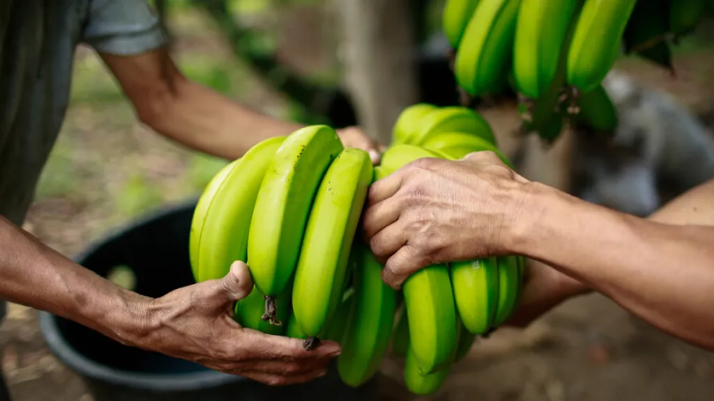 Plátano