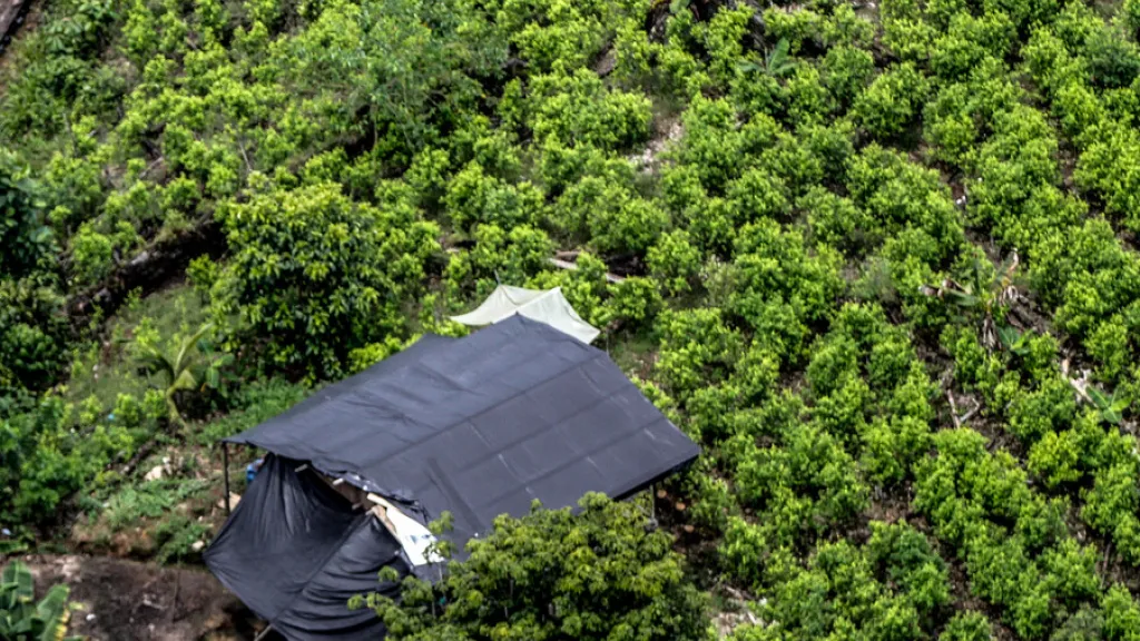 Cultivos de coca Colombia: bajaron a 234 mil hectáreas: Casa Blanca