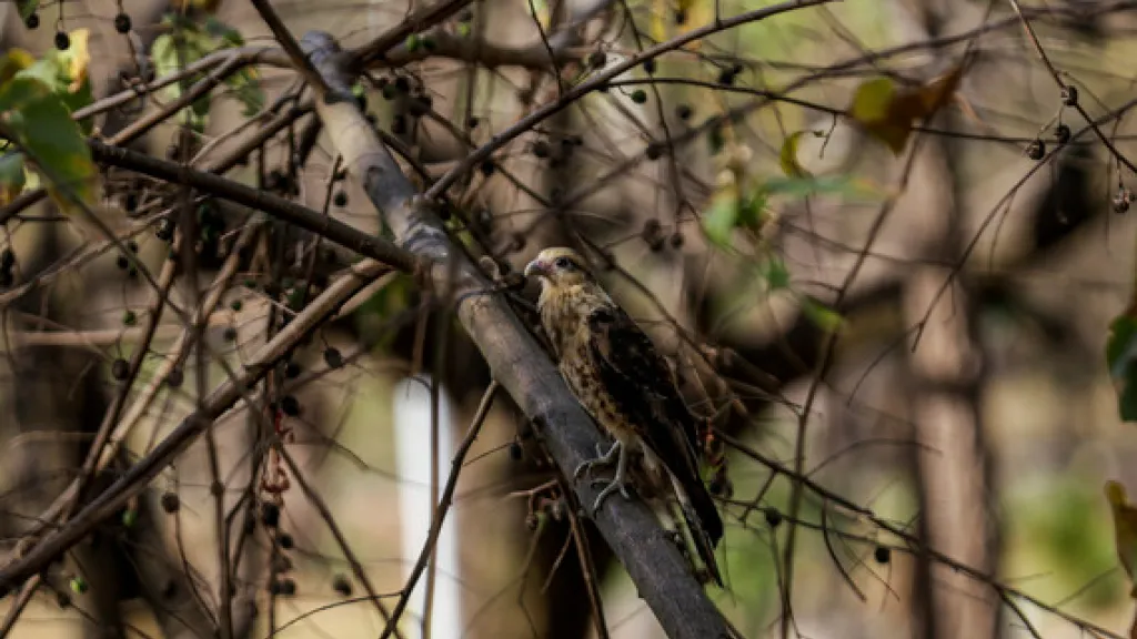 Avistamiento de aves en Villavicencio