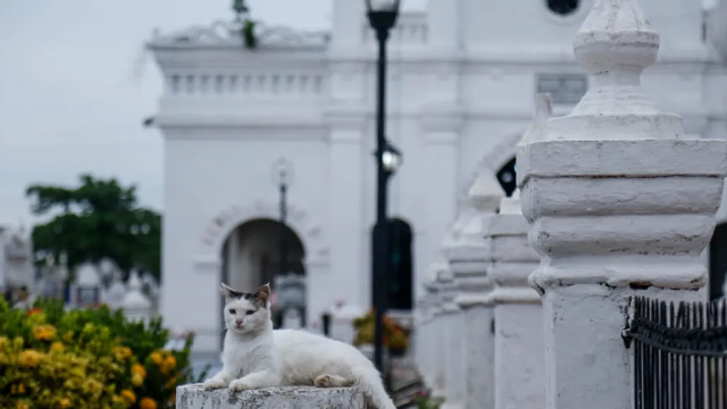 Historia de los gatos guardianes del cementerio de Santa Cruz de Mompox