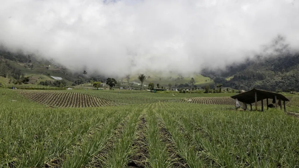 Disputa de tierras en el Cauca