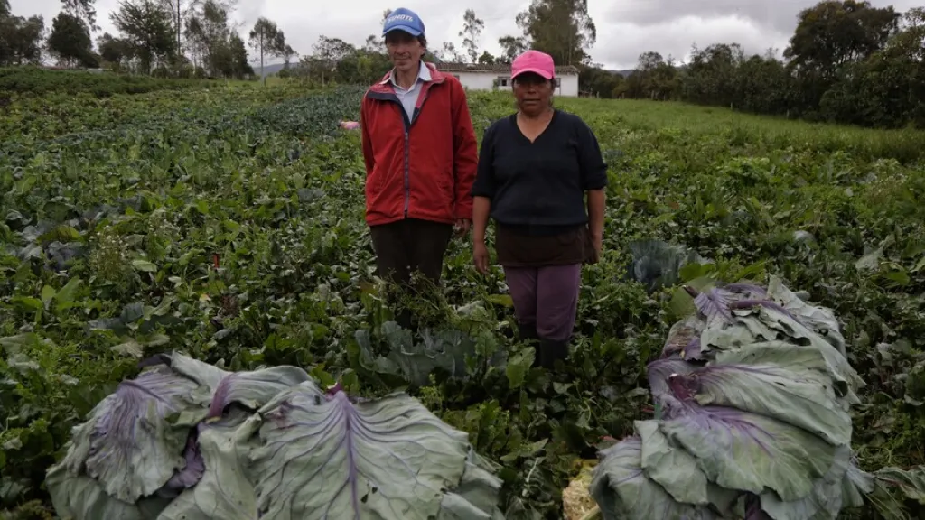 Amplían plazo para que productores obtengan 20% de reembolso en compras