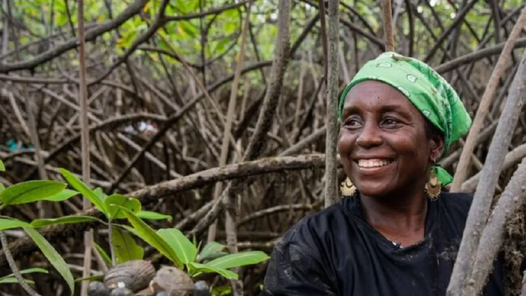 Las piangueras del Chocó, protectoras de los manglares 