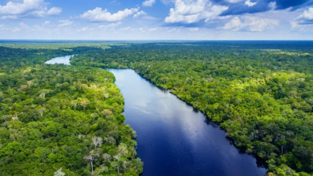 Amazonía colombiana: características, flora y fauna | Respira Amazonía 