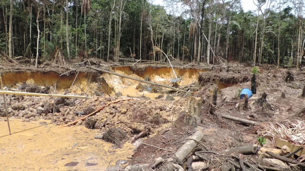 'Salvemos la selva', campaña para frenar la deforestación en Colombia