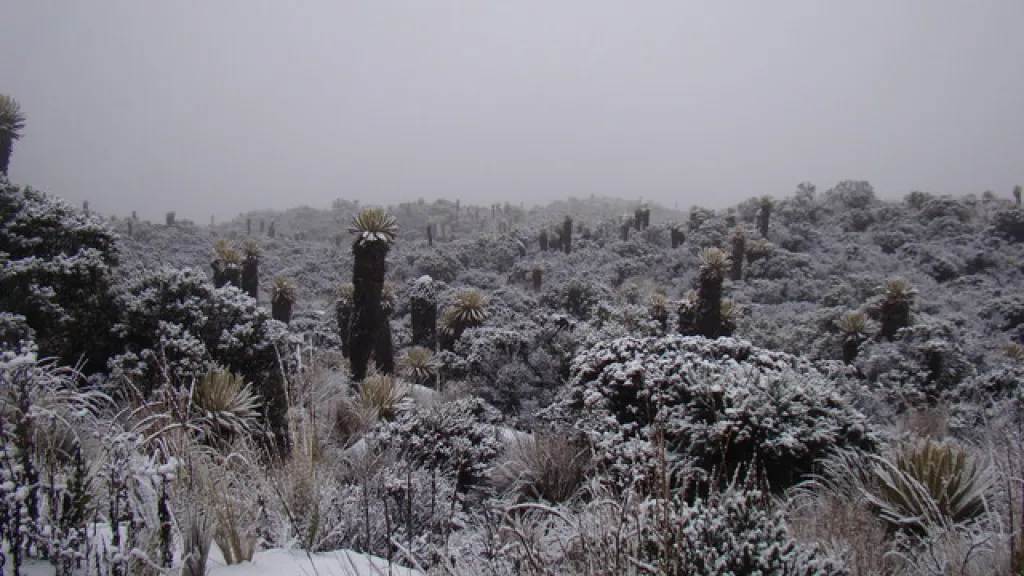 Parque Nacional Los Nevados