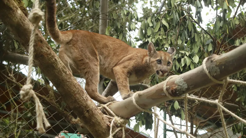 Puma