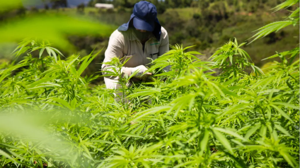 Exportación flor seca de cannabis 