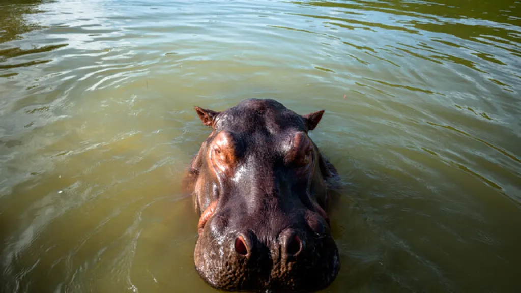 Audiencia que declara a hipopótamos como especie invasora en Colombia