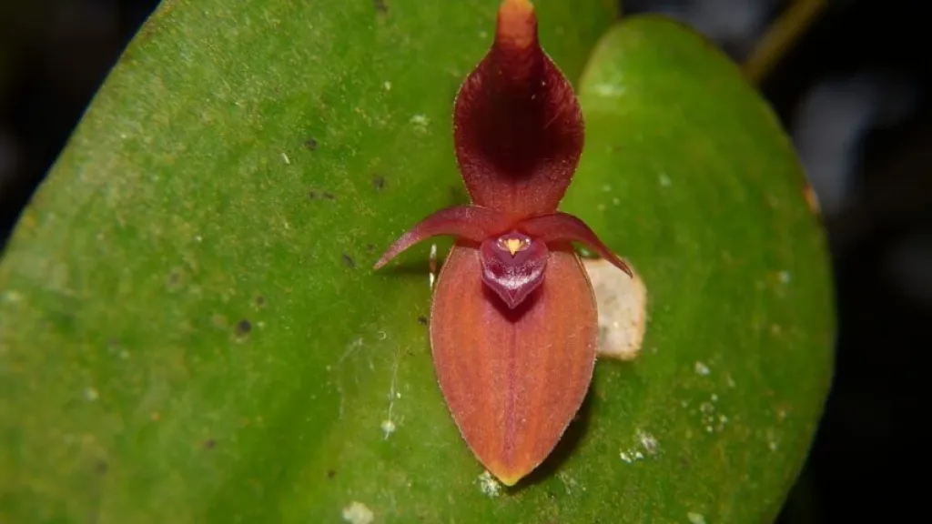 Pleurothallis villahermosae, nueva especie de orquídea descubierta en Colombia