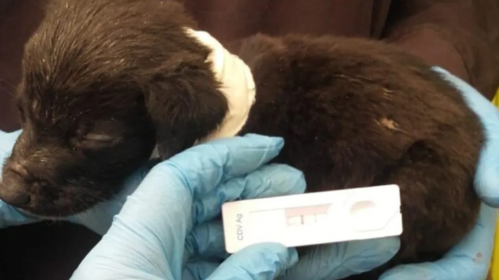 Distemper en perros de Bogotá
