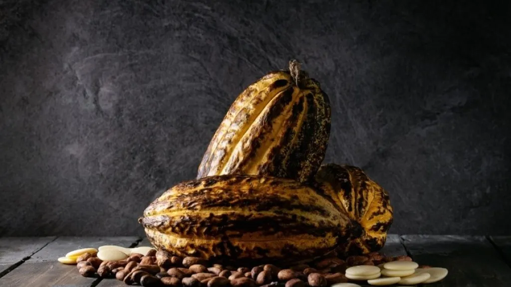 Cacao