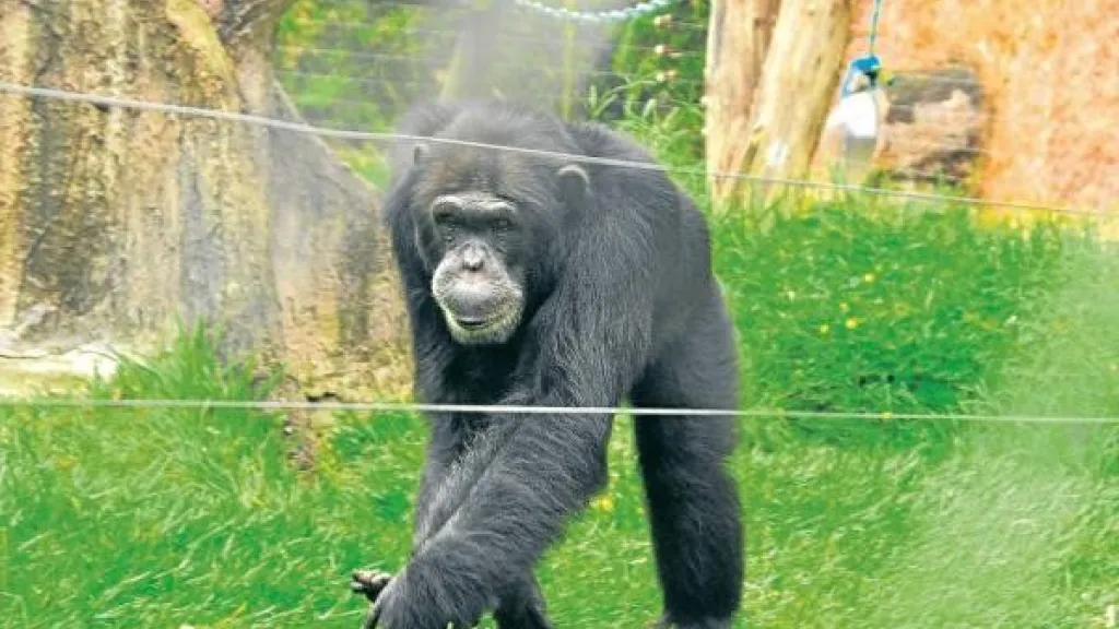 Chimpancés