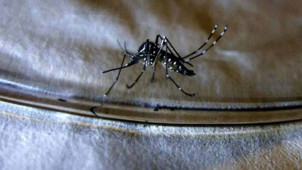 Mosquito del dengue 
