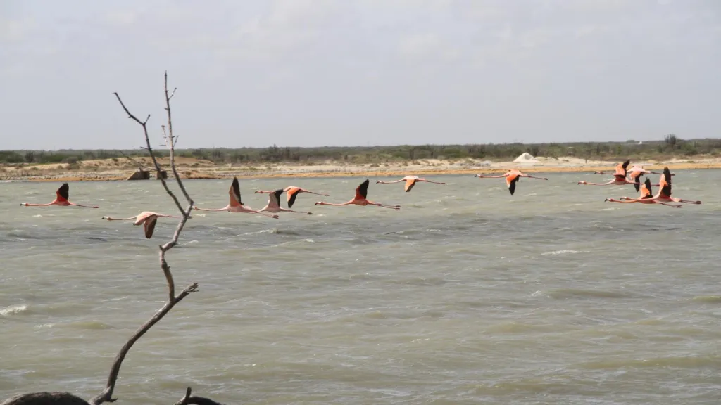 Biodiversidad en La Guajira: reservas naturales y especies endémicas