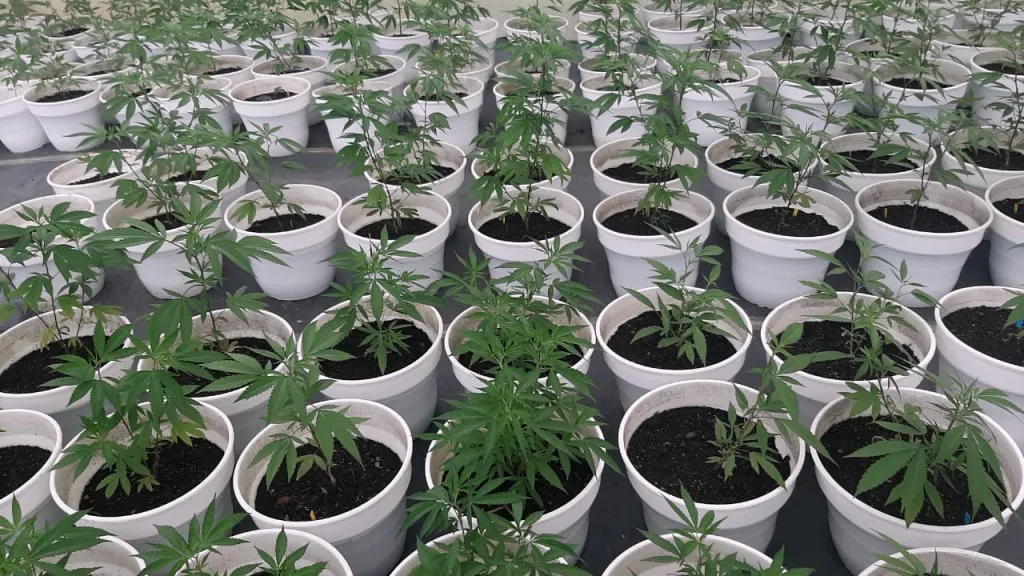 Expocañamo 2023: fechas, programación y tabués del cannabis