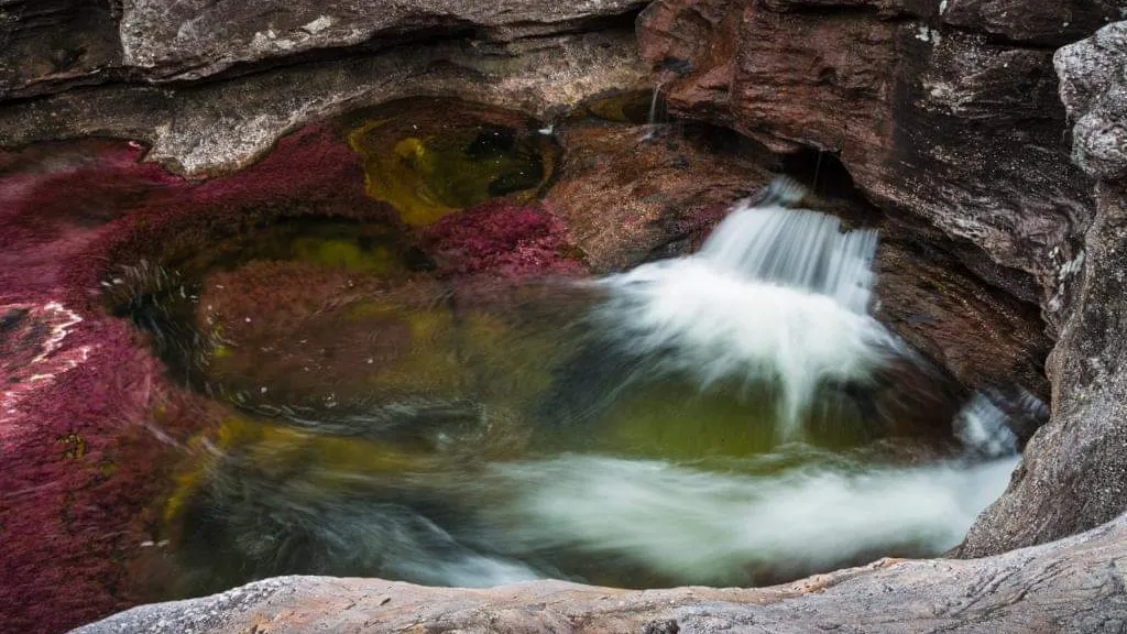 Caño Cristales: Negada demanda para exploración por Tribunal 