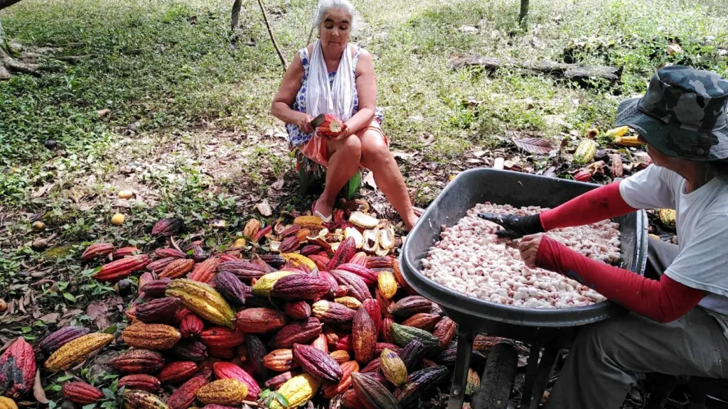 Aguacate y cacao en el Meta: transformación económica en Mesetas