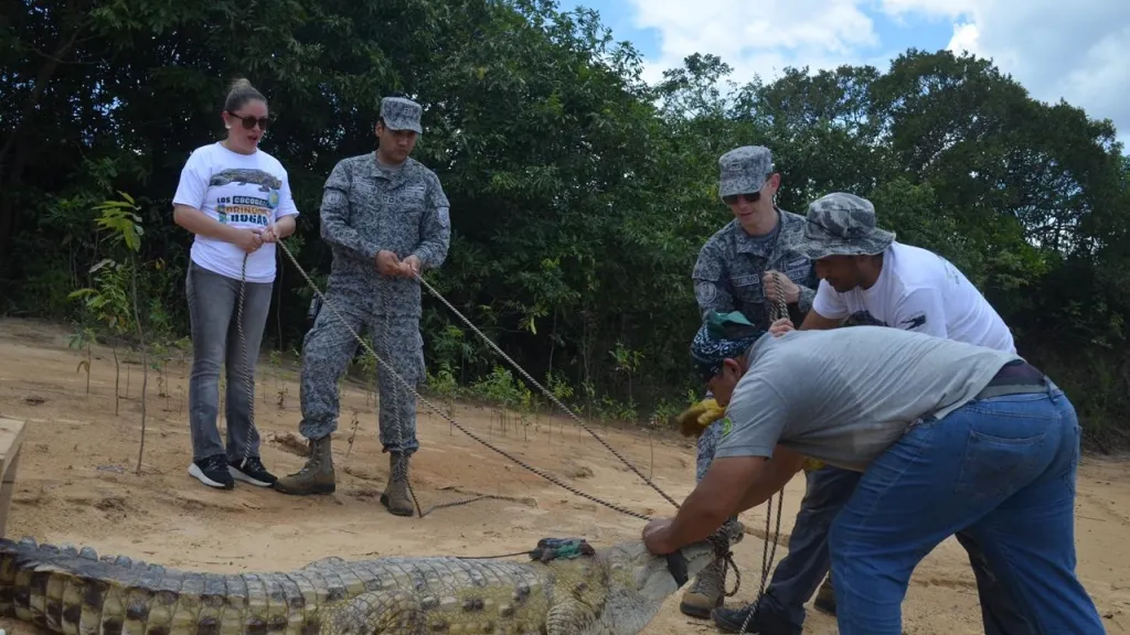 caimanes llaneros liberados en el parque Nacional El Tuparro